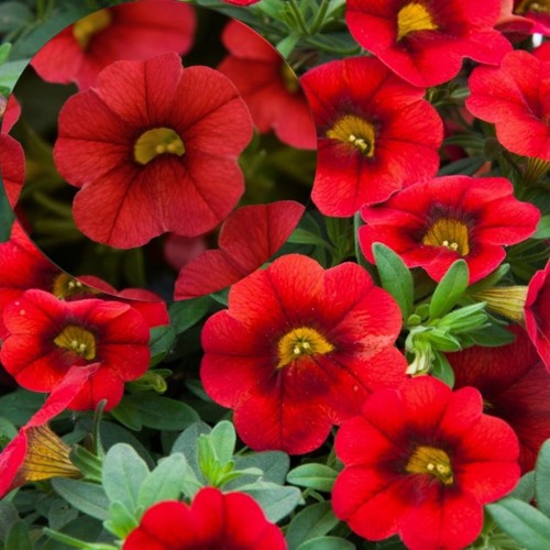 Calibrachoa Calita® Compact 'Scarlet Red Eye' - Puispetuunia Calita® Compact 'Scarlet Red Eye' P9/0,55L